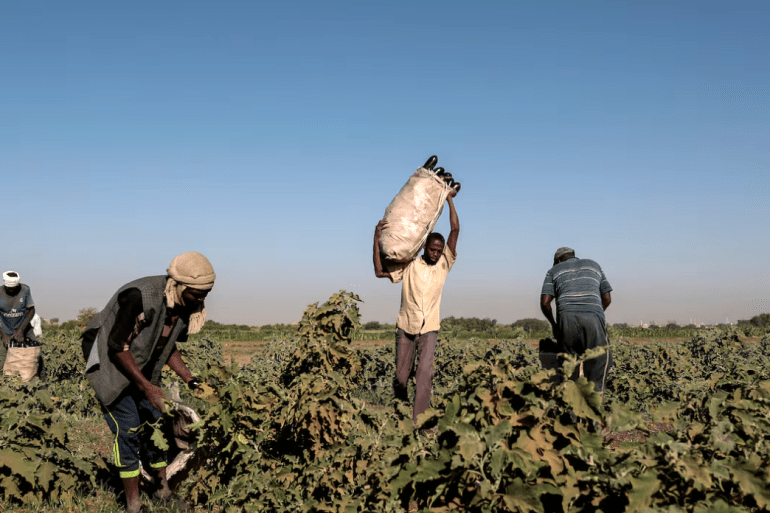 العمالة الزراعية تجمع محصول الباذنجان في السودان، مشهد ظهر على استحياء في الموسم الزراعي الماضي بالسودان (رويترز)