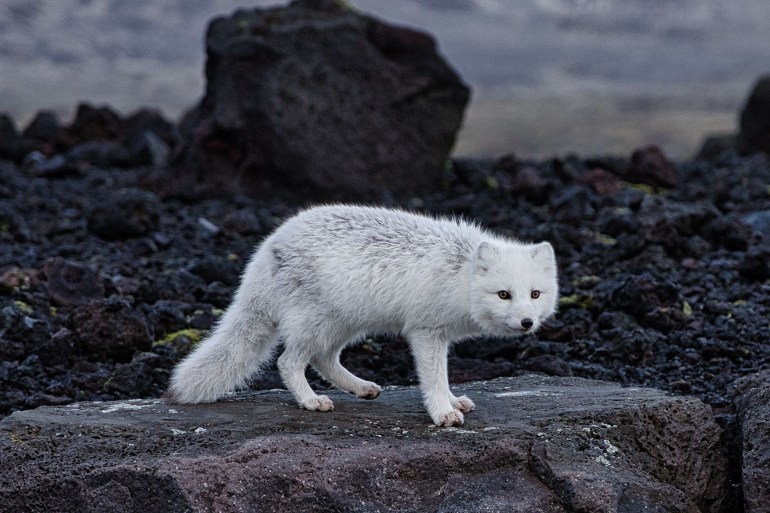 A beautiful white Icelandic fox perched atop a large rock formation, surrounded by breathtaking snow-capped mountains in the background